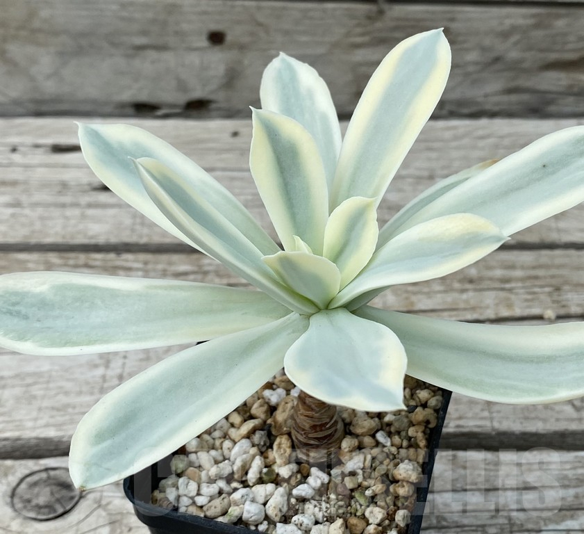 SH15405 Echeveria ‘Moon River’ f. variegata
