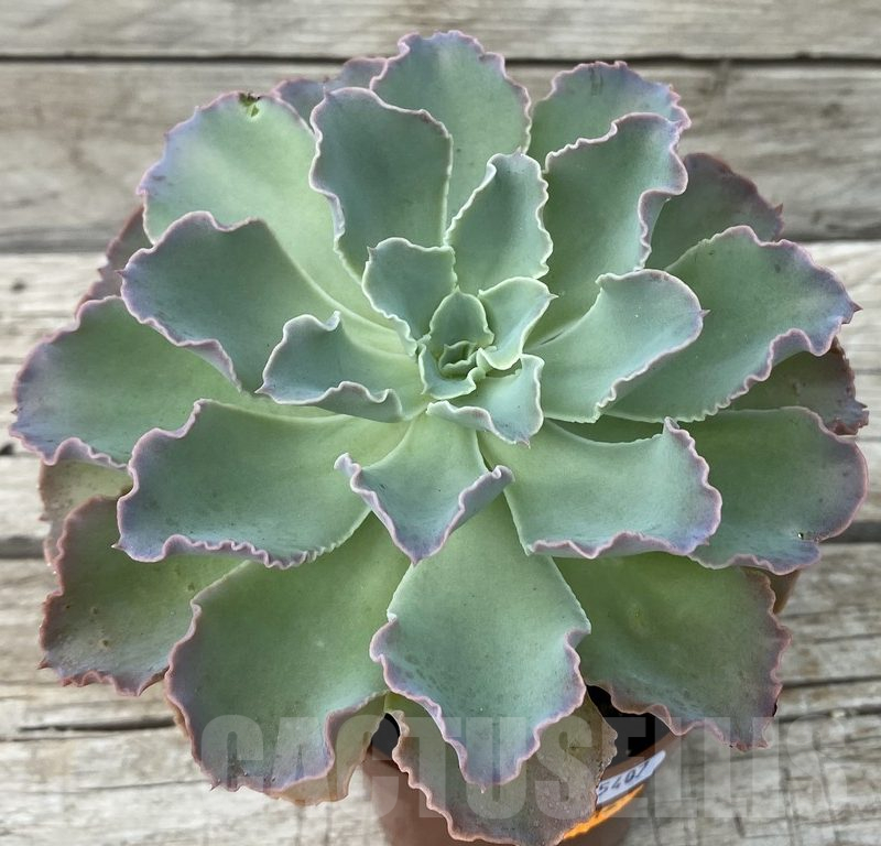 SH15407 Echeveria shaviana