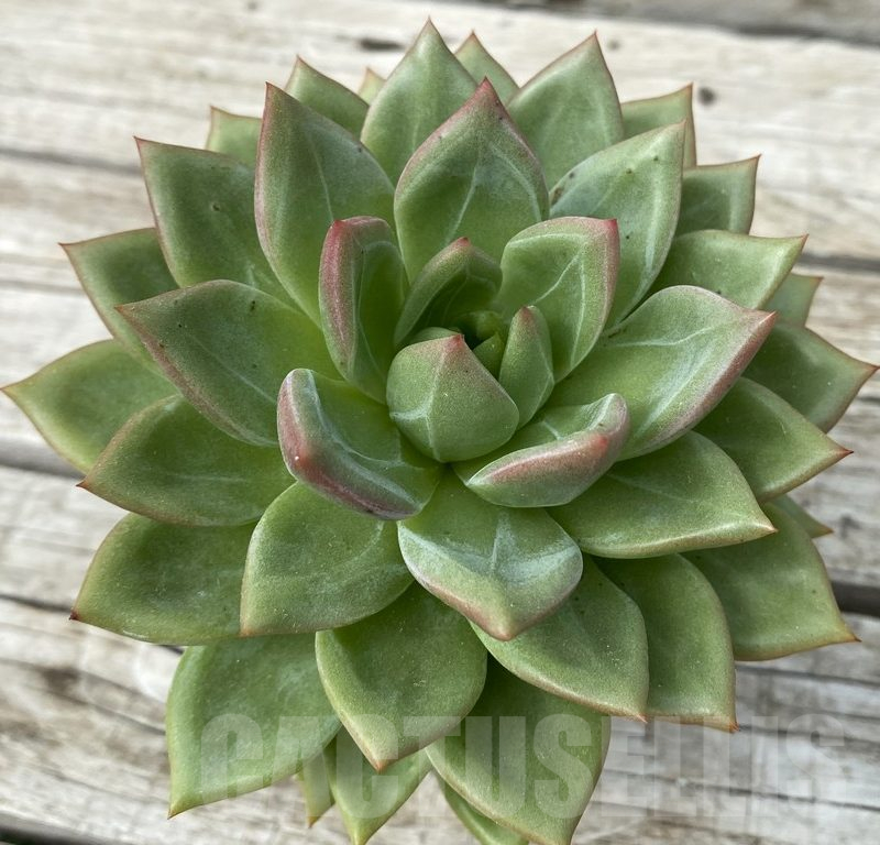 SH15409 Echeveria ‘Pink Champagne’