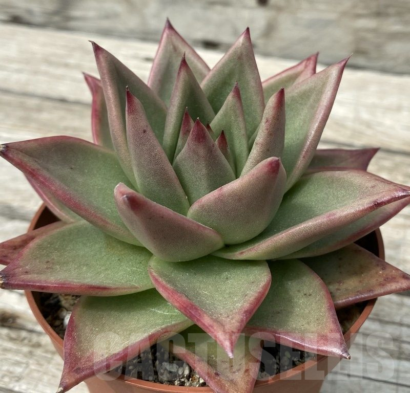SH15362 Echeveria agavoides