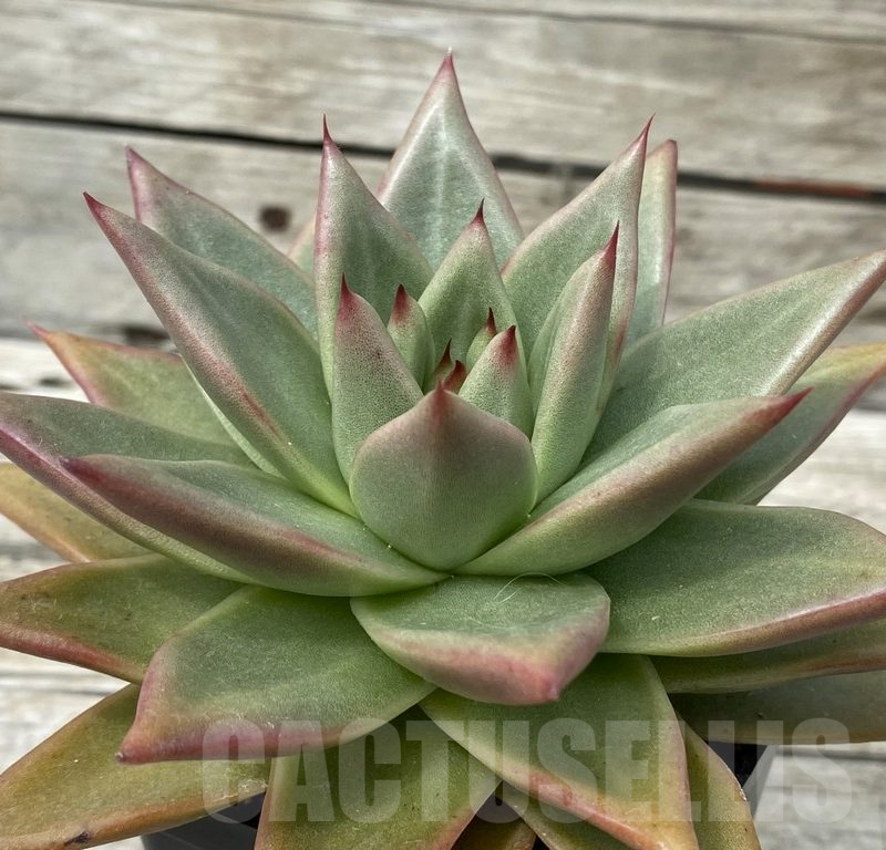 SH15363 Echeveria agavoides