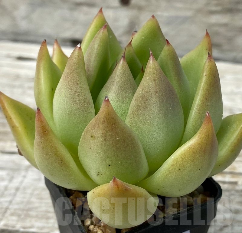 SH15364 Echeveria agavoides hybrid