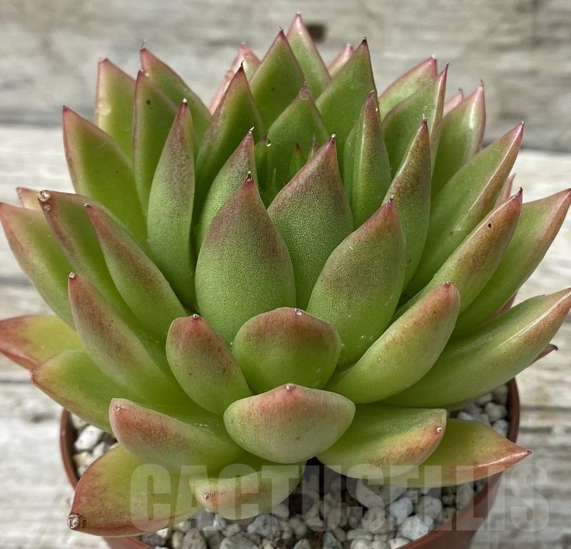 SH15365 Echeveria agavoides hybrid