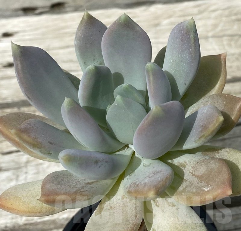 SH15358 Graptoveria ‘Opalina’