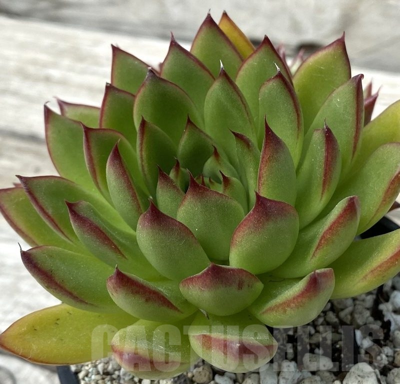 SH15366 Echeveria agavoides