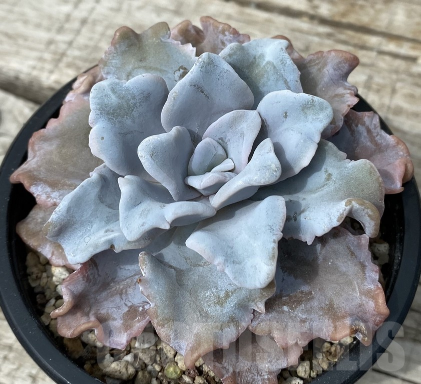 SH15370 Echeveria ‘White Dumpling’