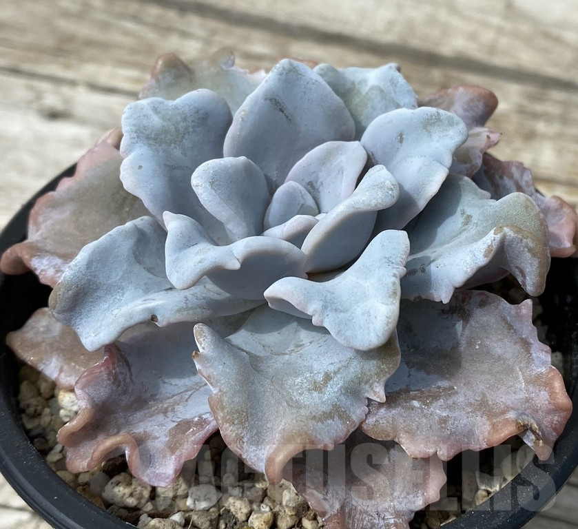 SH15370 Echeveria ‘White Dumpling’ - Image 2