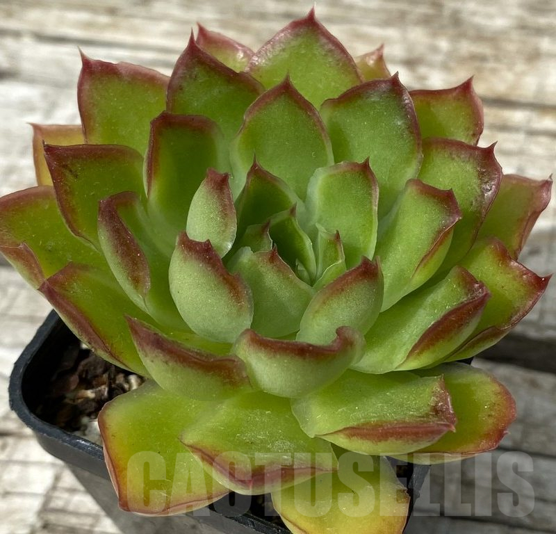 SH15371 Echeveria ‘Purple Butterfly’