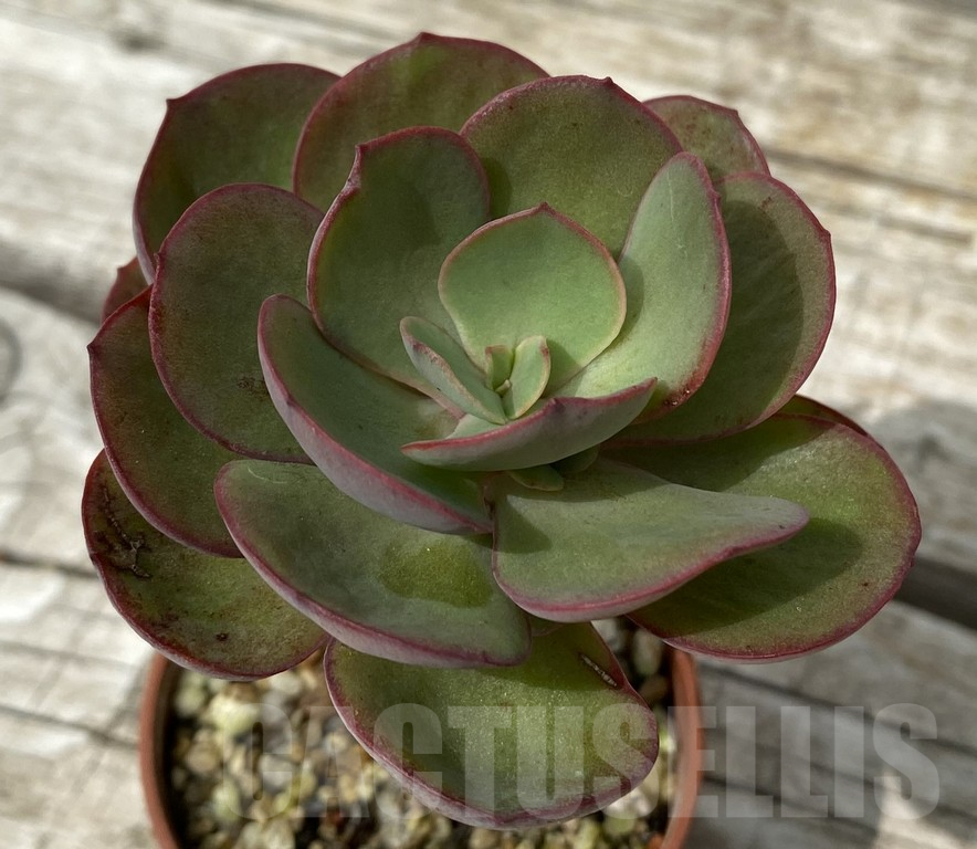 SH15373 Echeveria ‘Suyon’