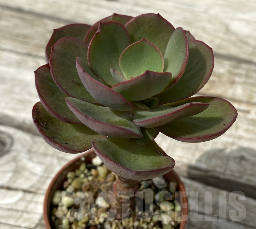 SH15373 Echeveria ‘Suyon’ - Image 2