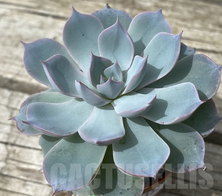 SH15374 Echeveria ‘Morning Beauty’