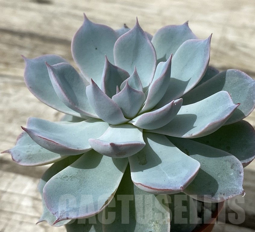 SH15374 Echeveria ‘Morning Beauty’ - Image 2