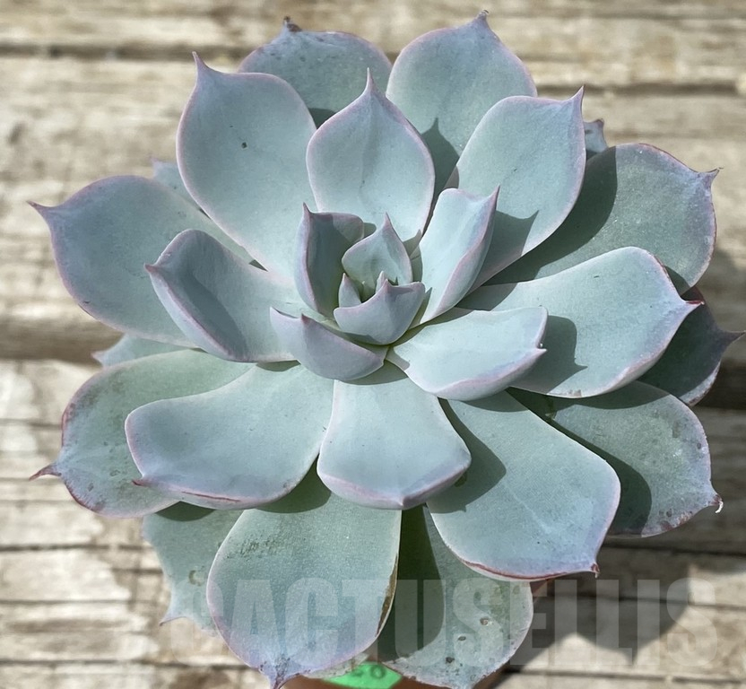 SH15374 Echeveria ‘Morning Beauty’ - Image 3
