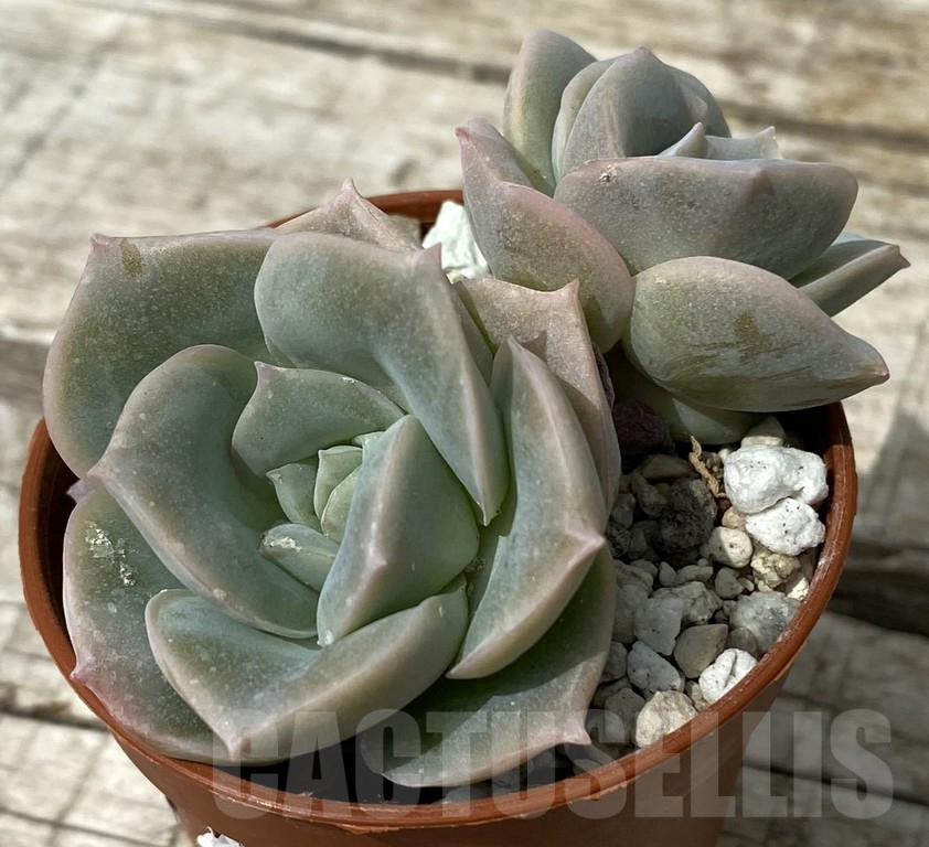 SH15375 Echeveria ‘Lovely Rose’ - immagine 2