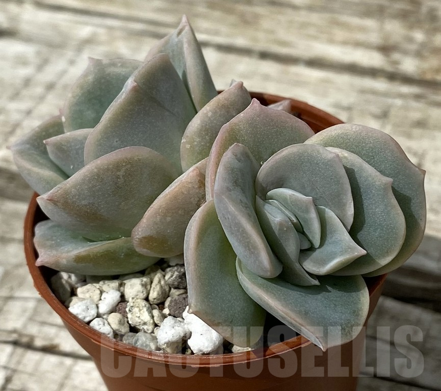 SH15375 Echeveria ‘Lovely Rose’