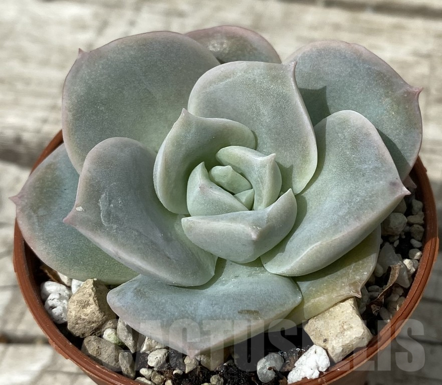 SH15376 Echeveria ‘Lovely Rose’ - immagine 2