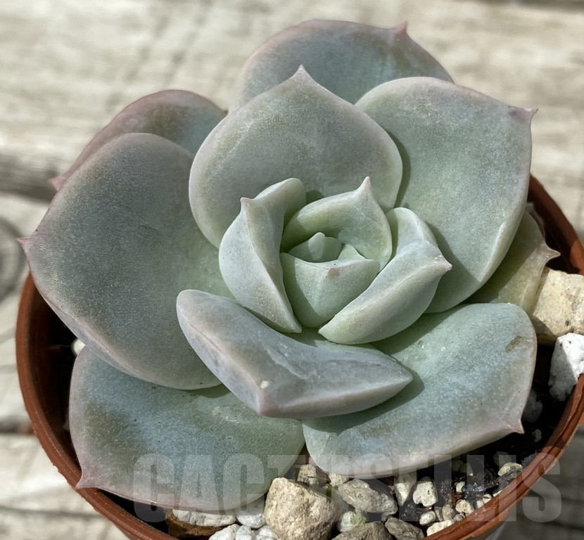 SH15376 Echeveria ‘Lovely Rose’