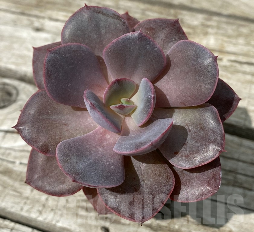 SH15378 Echeveria 'Perle Von Nanberg' hybrid