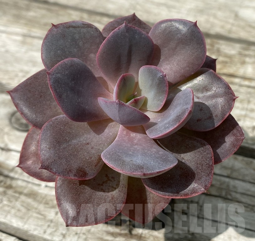 SH15378 Echeveria 'Perle Von Nanberg' hybrid - immagine 2