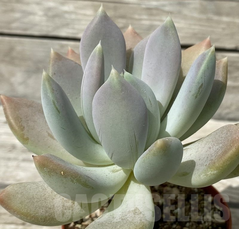 SH15359 Graptoveria ‘Opalina’