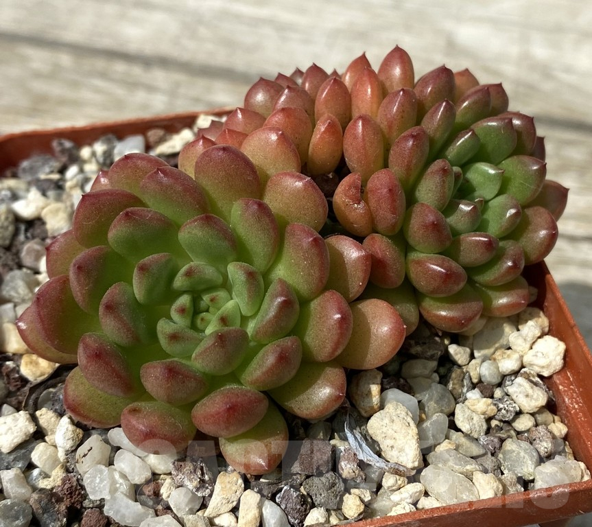 SH15381 Sedeveria ‘Pink Ruby’