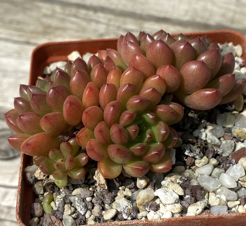 SH15381 Sedeveria ‘Pink Ruby’ - immagine 2