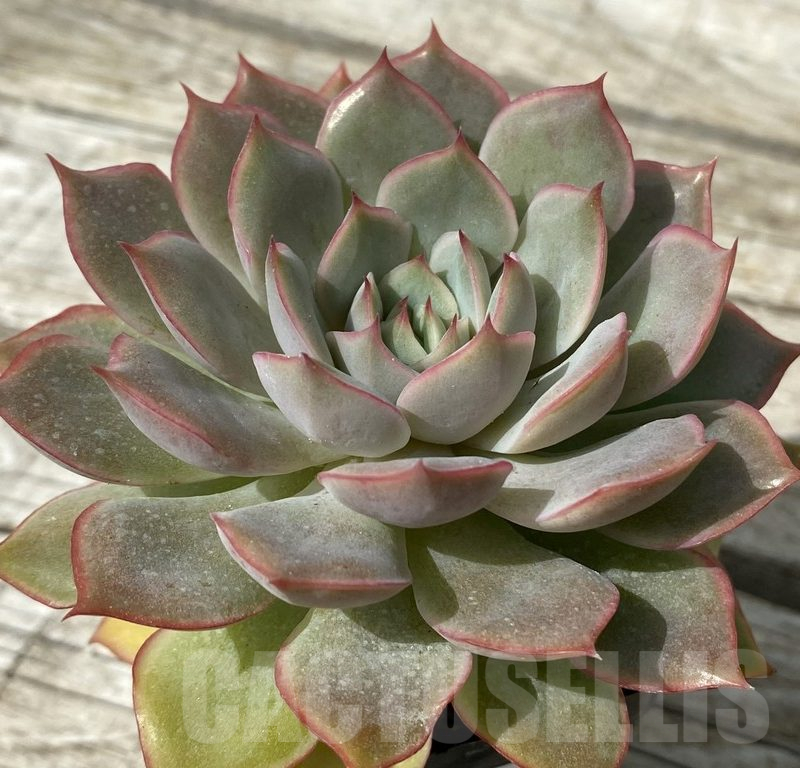 SH15385 Echeveria hybrid