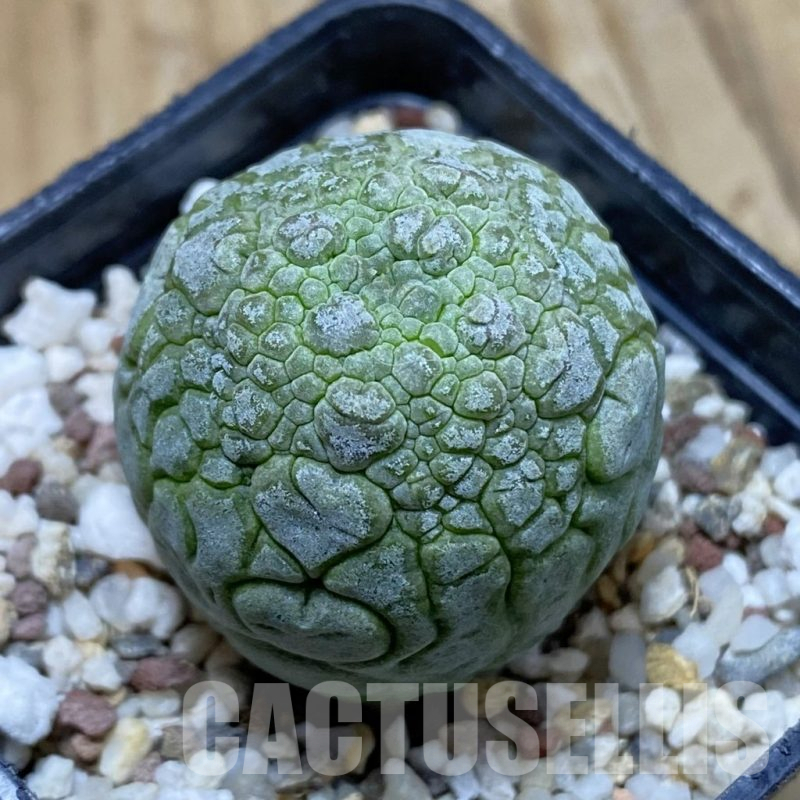 SH14455 Pseudolithos migiurtinus