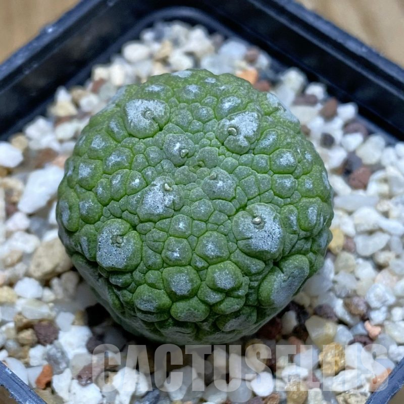 SH14456 Pseudolithos migiurtinus