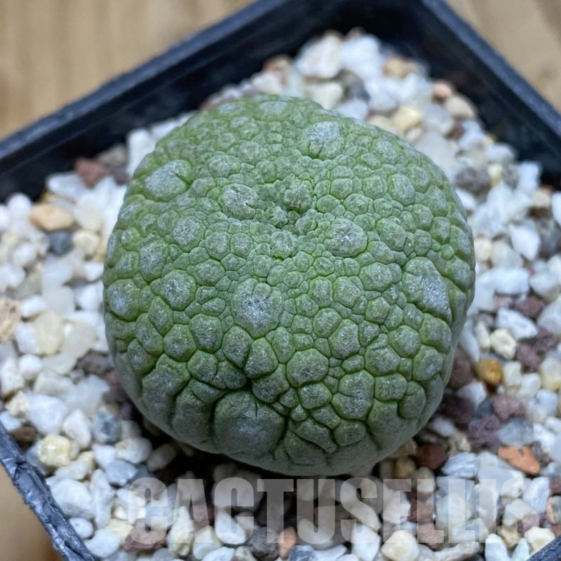 SH14458 Pseudolithos migiurtinus