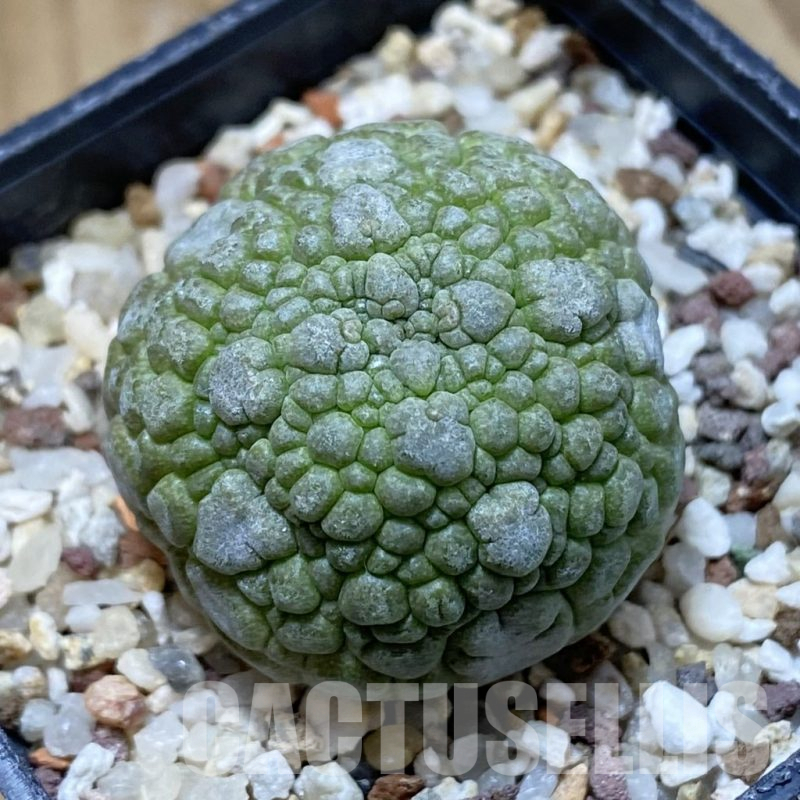 SH14460 Pseudolithos migiurtinus