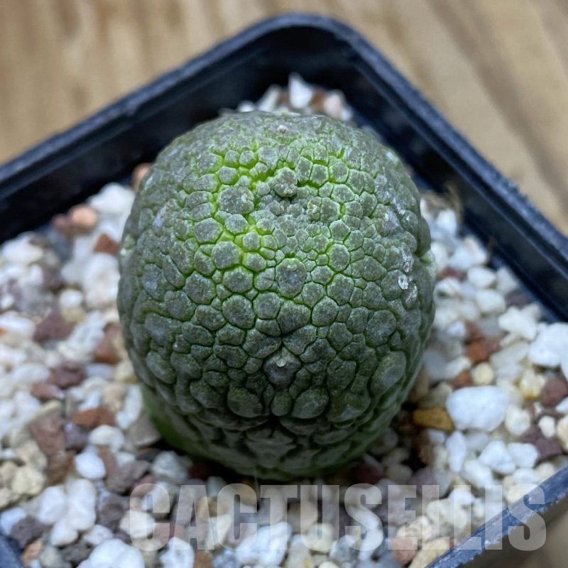 SH14461 Pseudolithos migiurtinus