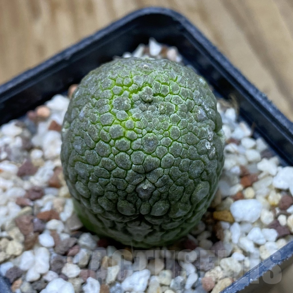SH14461 Pseudolithos migiurtinus