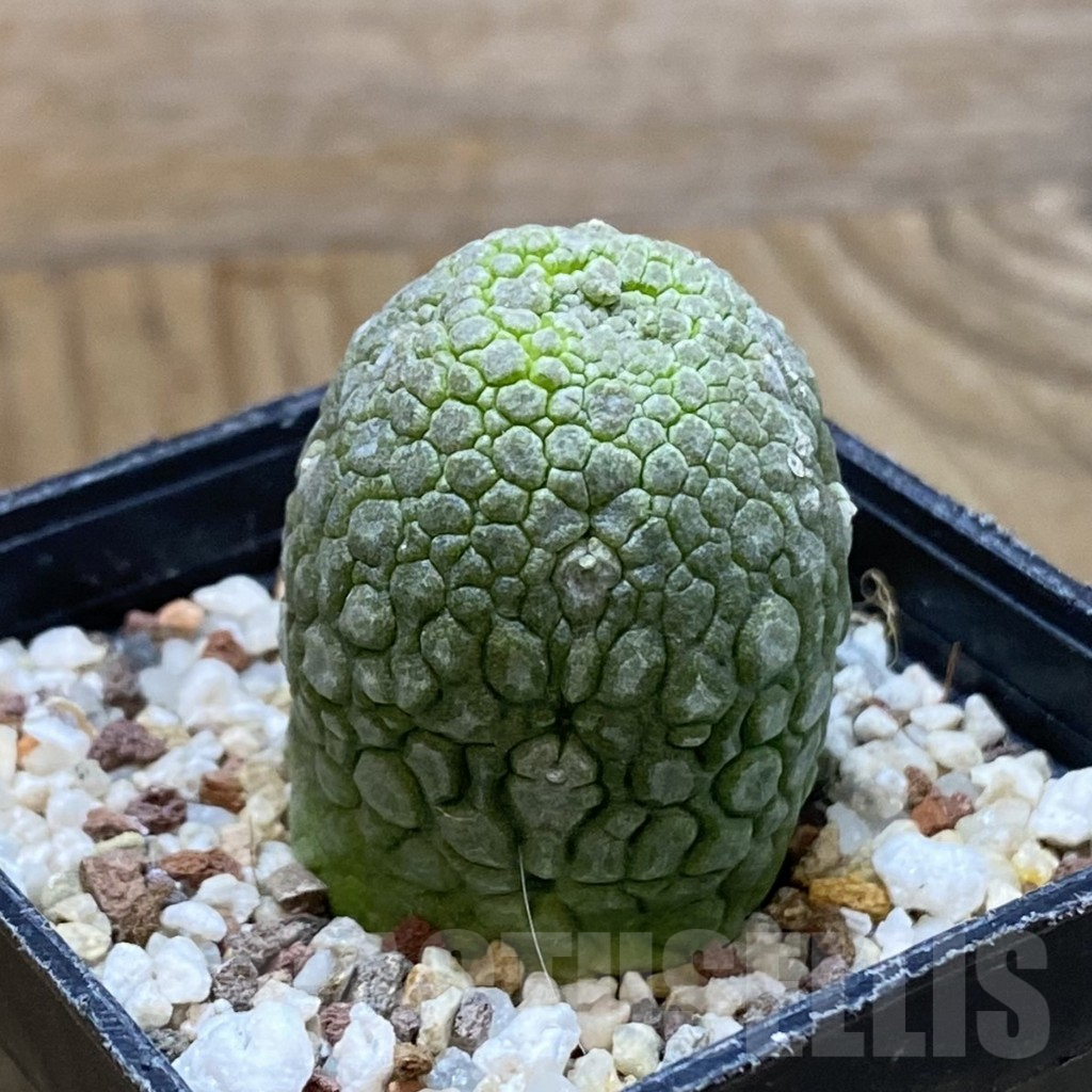 SH14461 Pseudolithos migiurtinus - Image 2