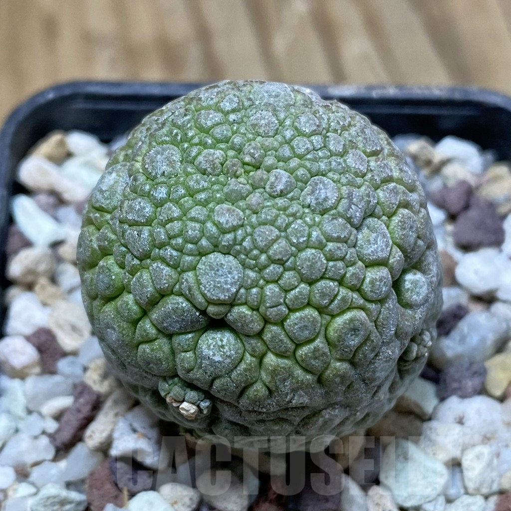SH14462 Pseudolithos migiurtinus
