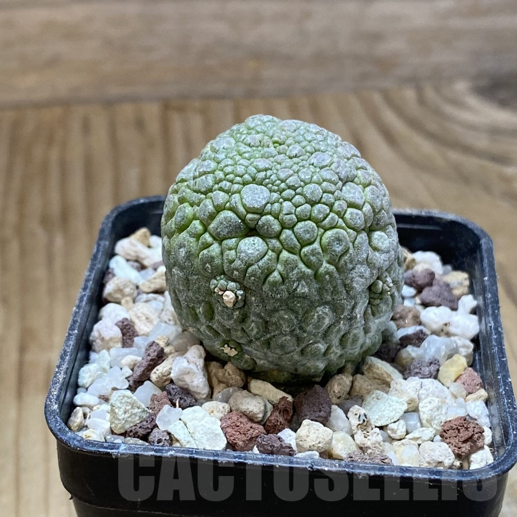 SH14462 Pseudolithos migiurtinus - Imagen 2