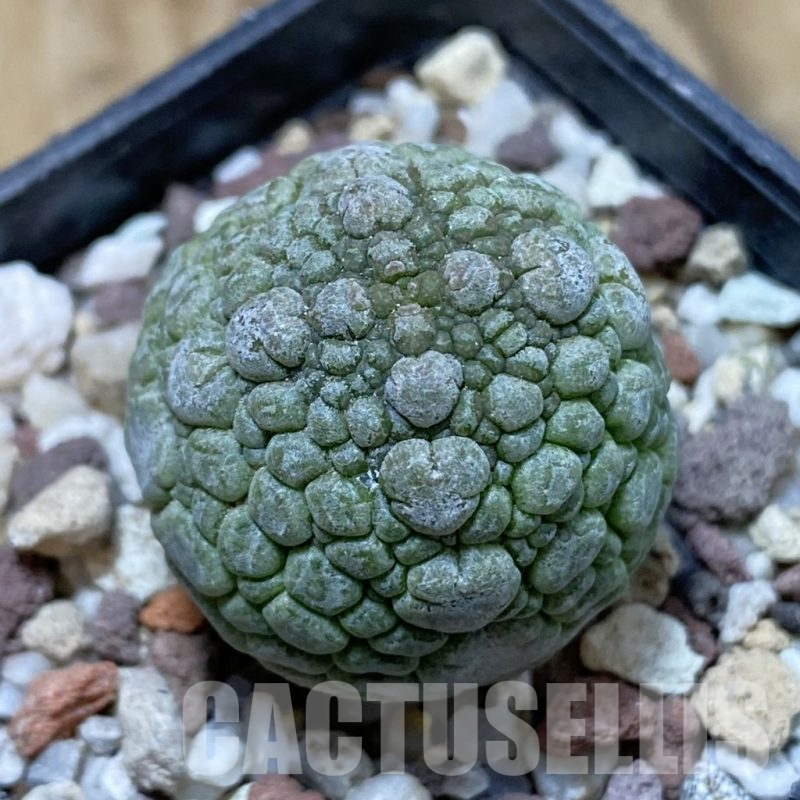 SH14464 Pseudolithos migiurtinus