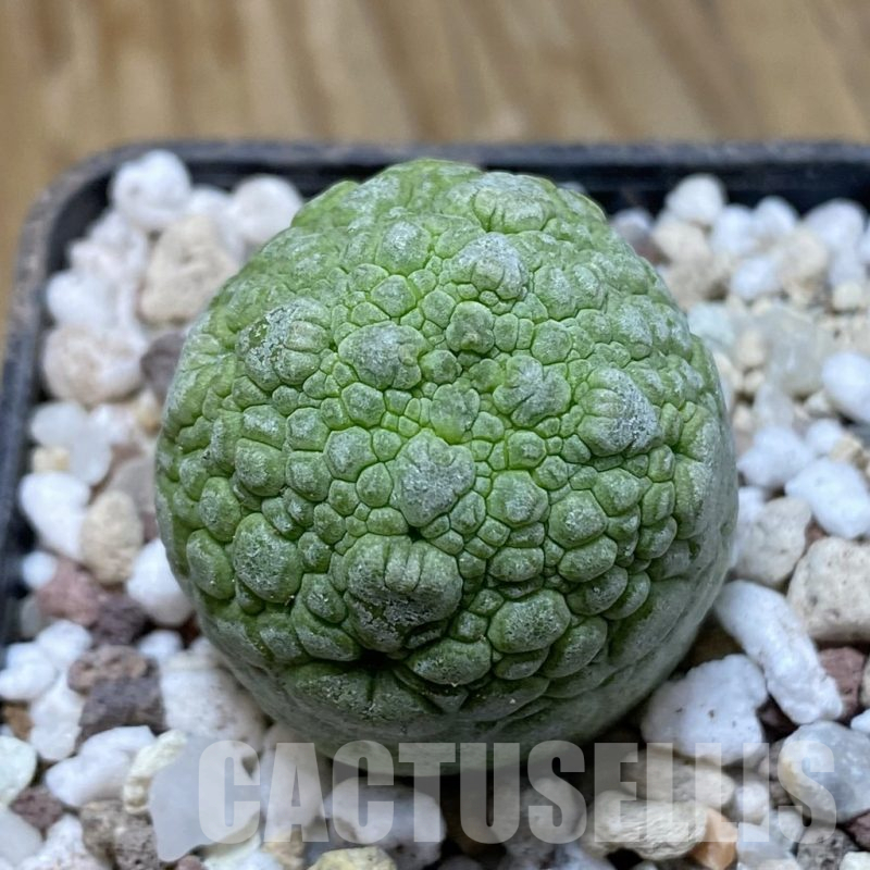 SH14465 Pseudolithos migiurtinus