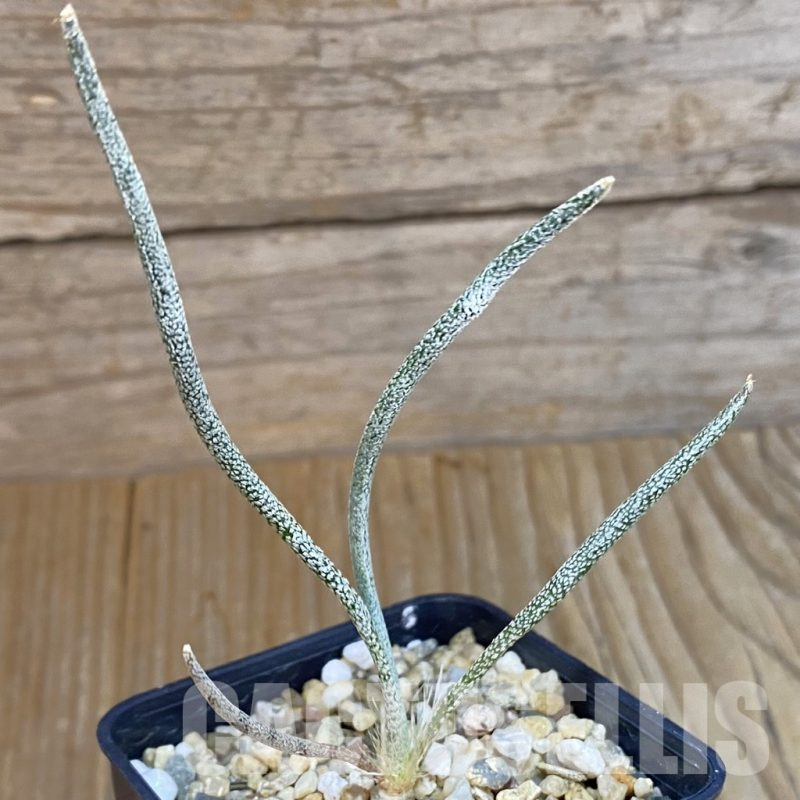 SH14452 Astrophytum caput-medusae, seedling