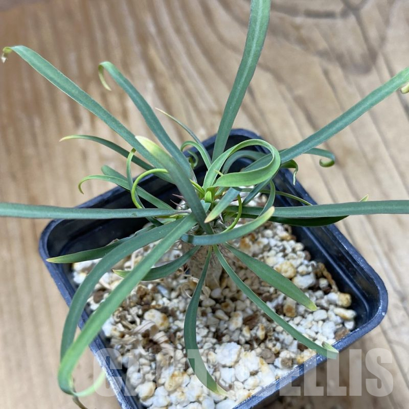 SH14611 Euphorbia gottlebei