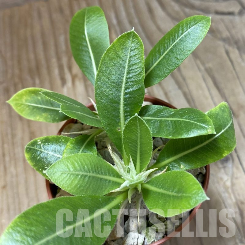 SH14612 Pachypodium brevicaule v. leucoxanthum, 2 plants