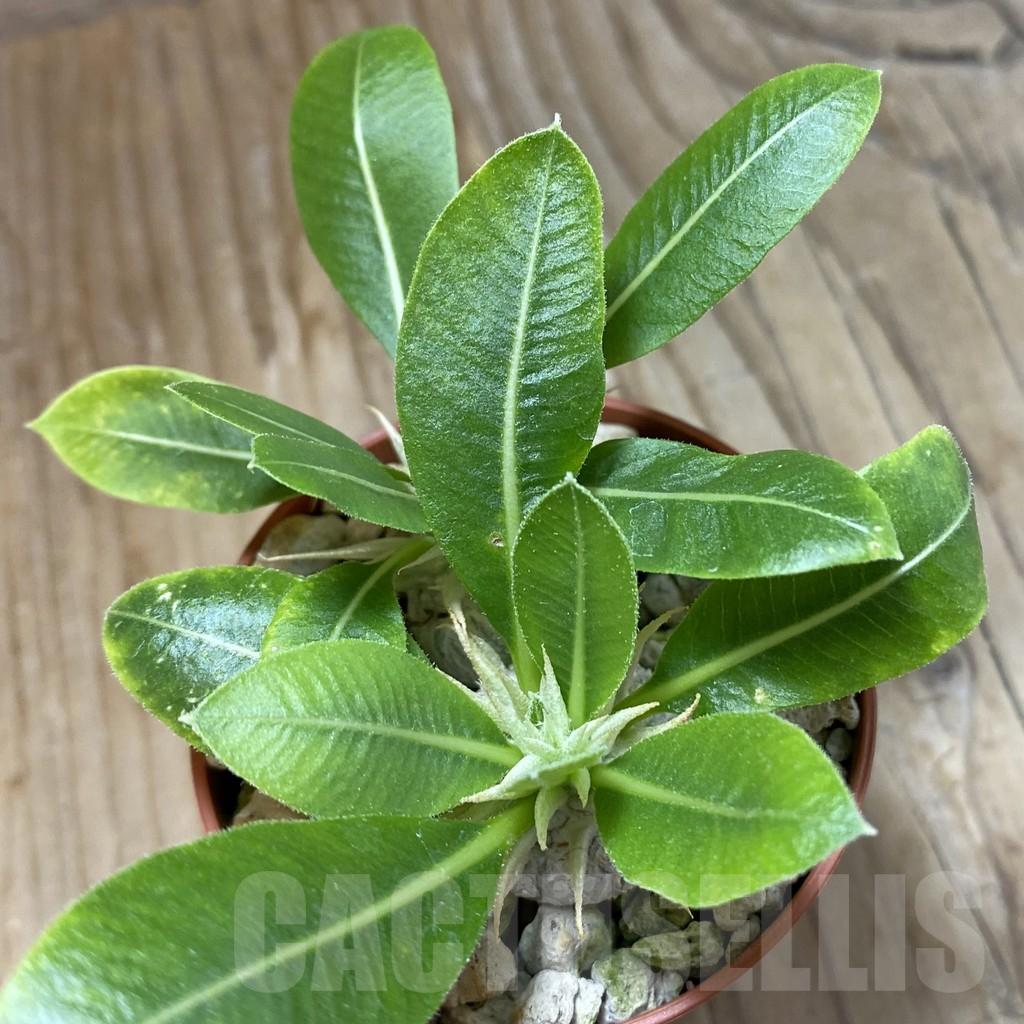 SH14612 Pachypodium brevicaule v. leucoxanthum, 2 plants