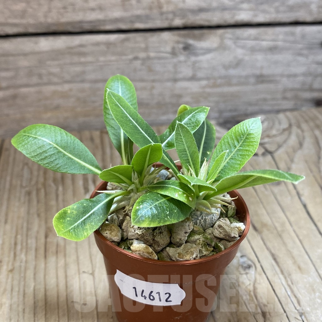 SH14612 Pachypodium brevicaule v. leucoxanthum, 2 plants - Image 2