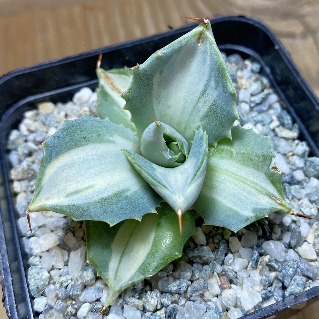 SH14616 Agave isthmensis f. variegata