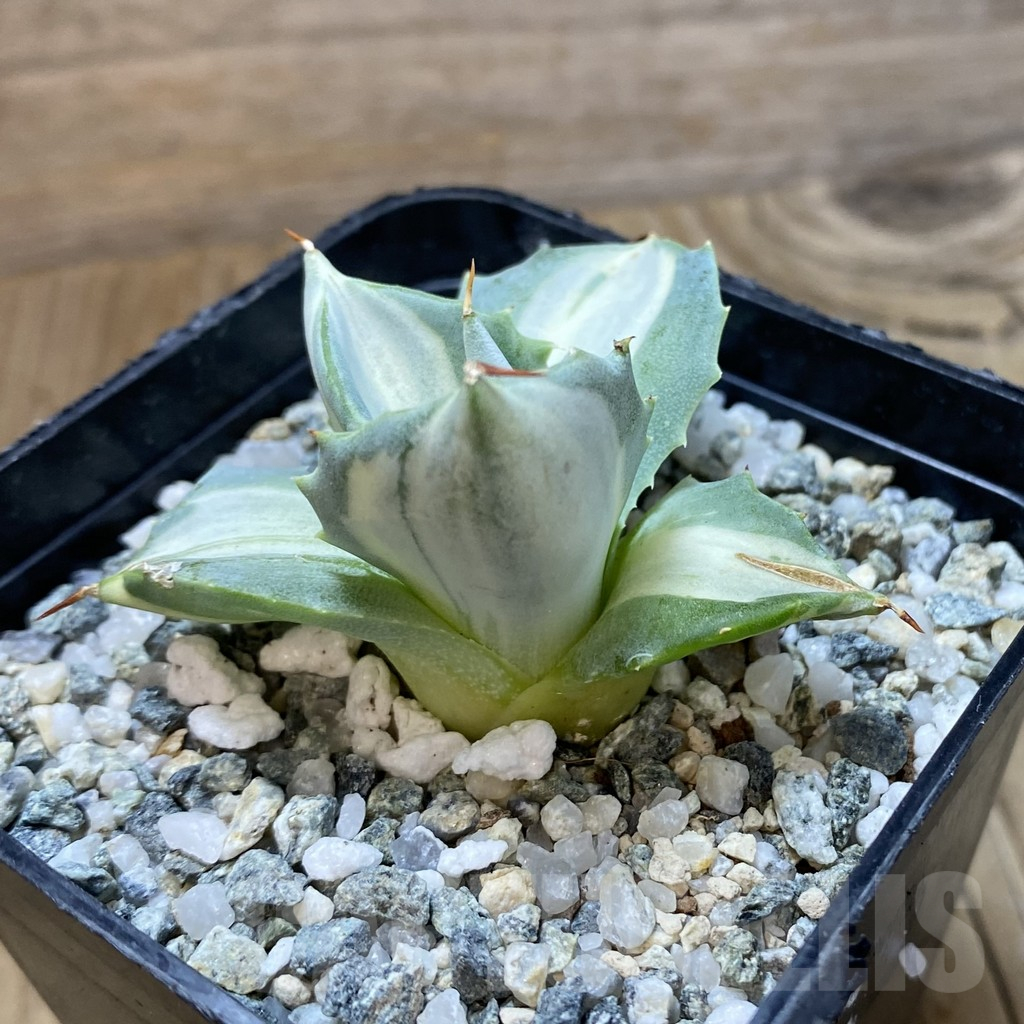 SH14616 Agave isthmensis f. variegata - Зображення 2