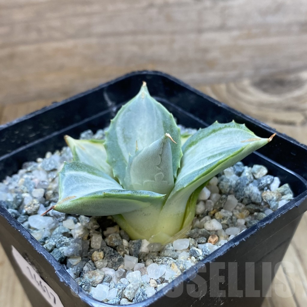 SH14617 Agave isthmensis f. variegata - immagine 2