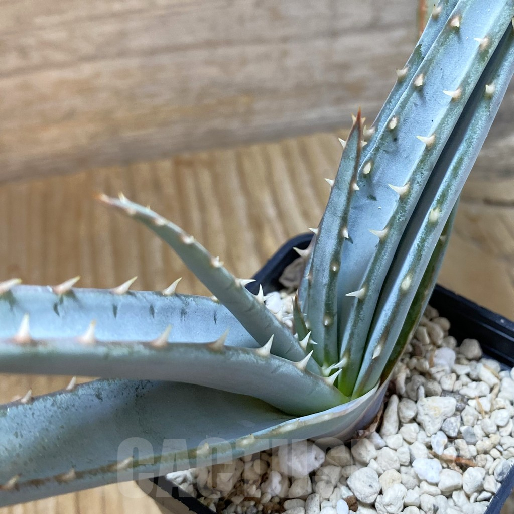 SH14619 Aloe suprafoliata