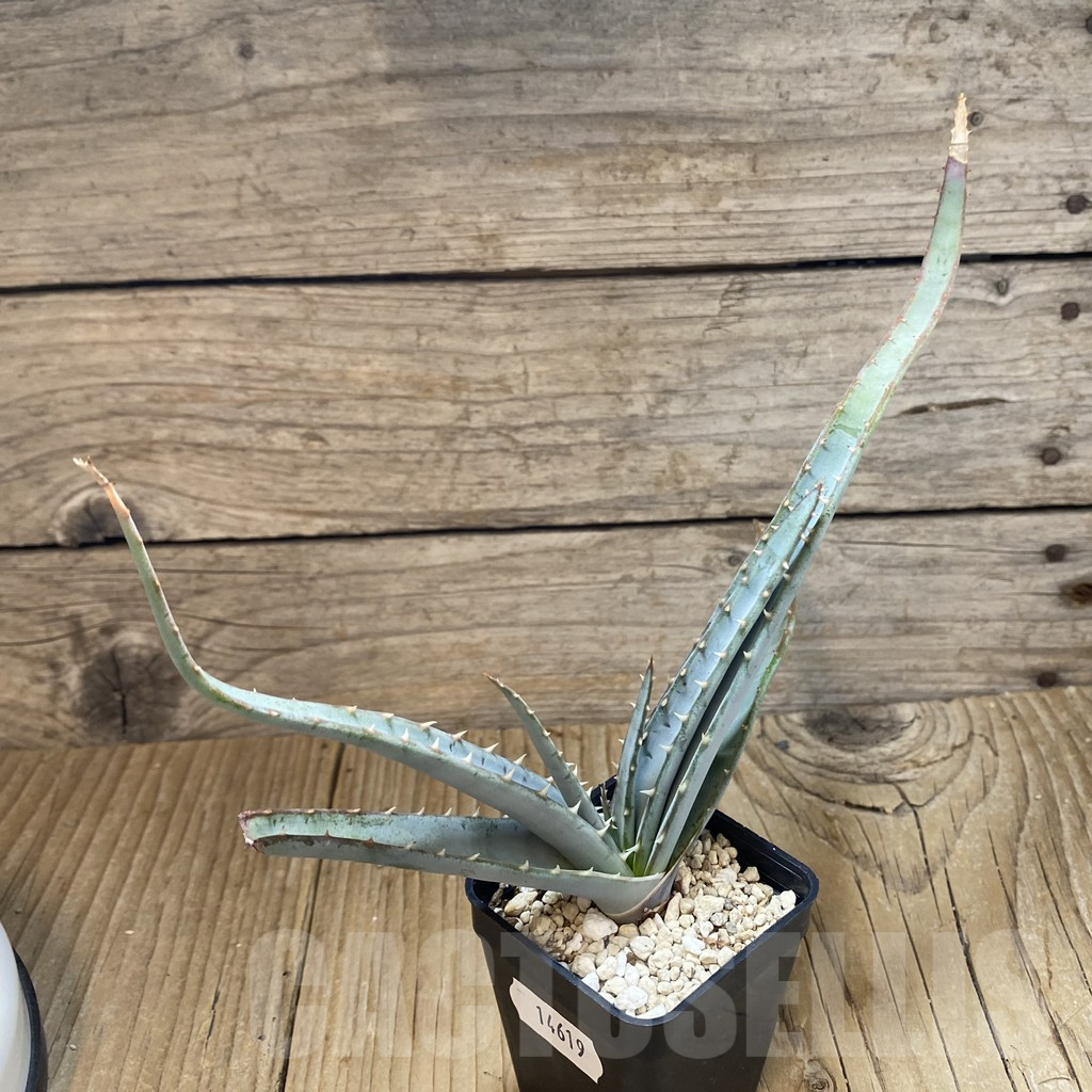 SH14619 Aloe suprafoliata - Image 2