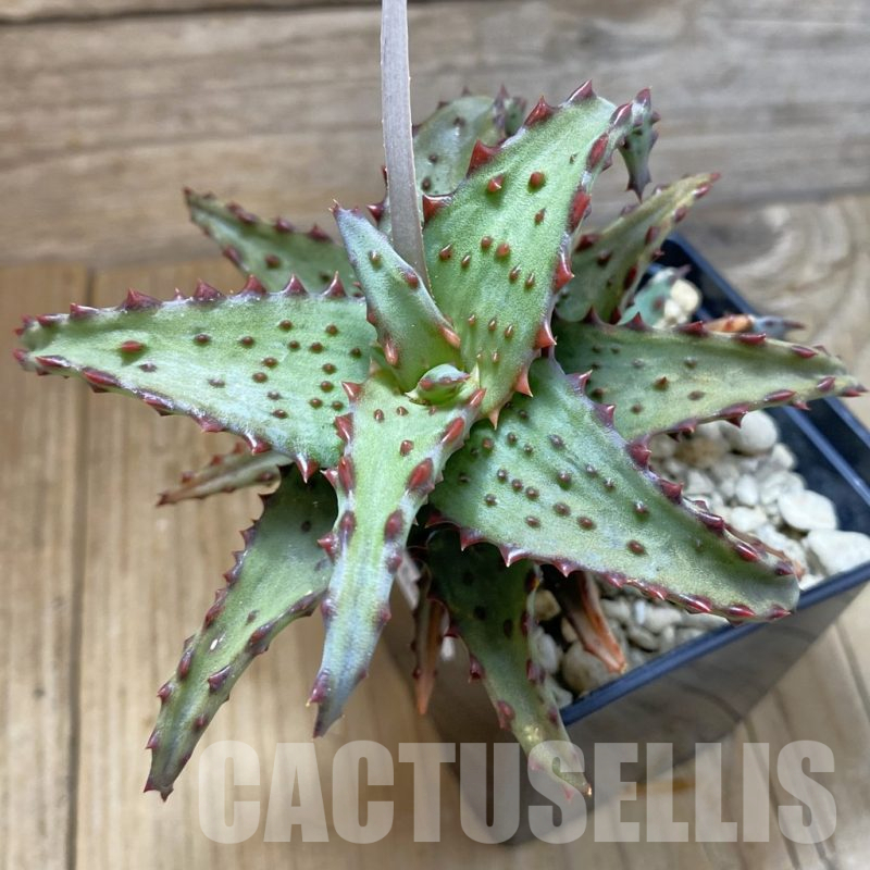 SH14620 Aloe castilloniae