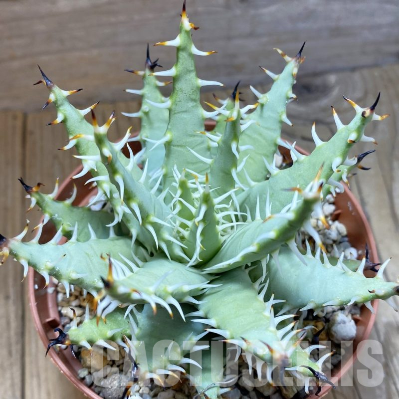 SH14621 Aloe erinacea